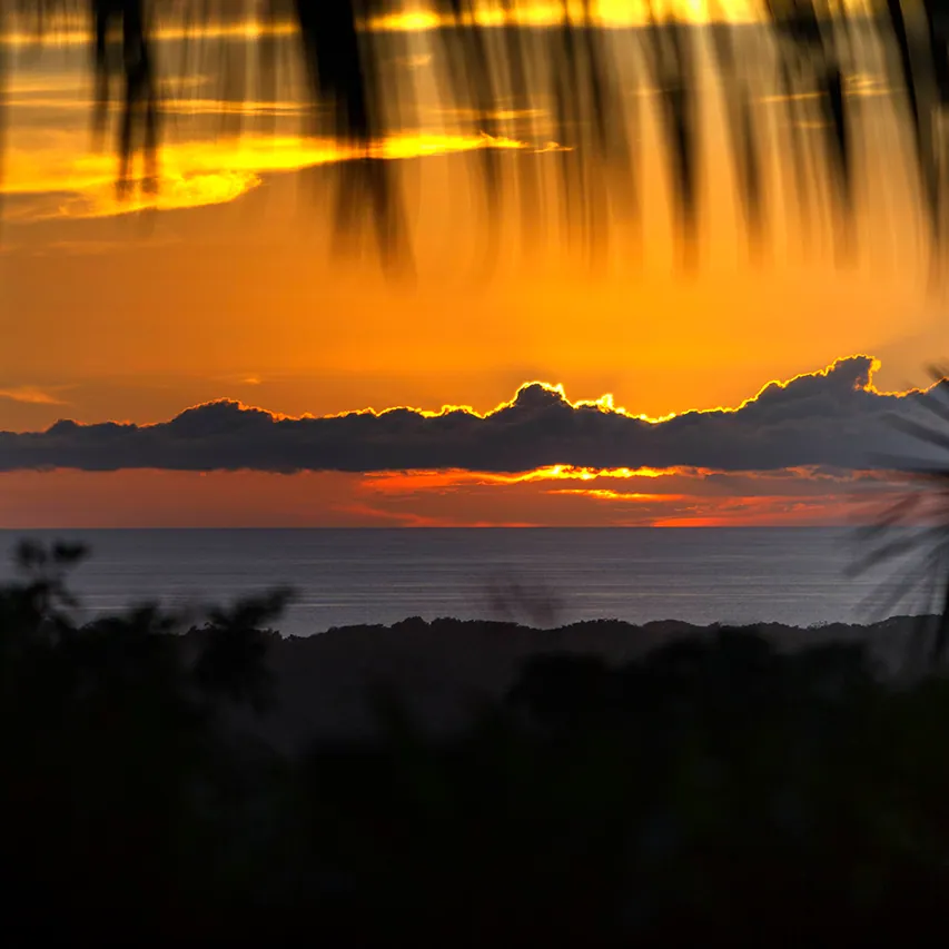Orange sunset over the ocean framed by palm fronds